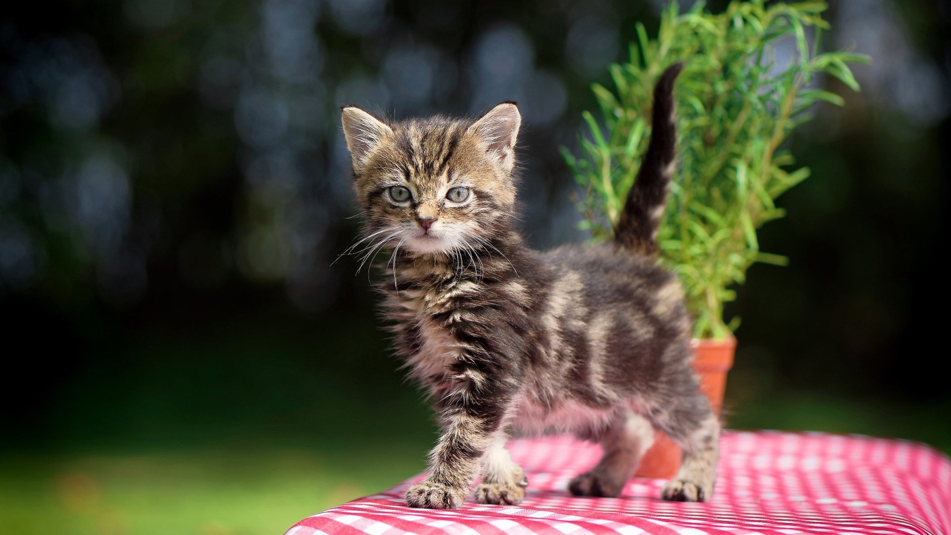 爱游戏平台-76人恩比德砍下30+,带领球队稳步前进,季后赛形势越来越明朗!,76人恩比德为何没上场