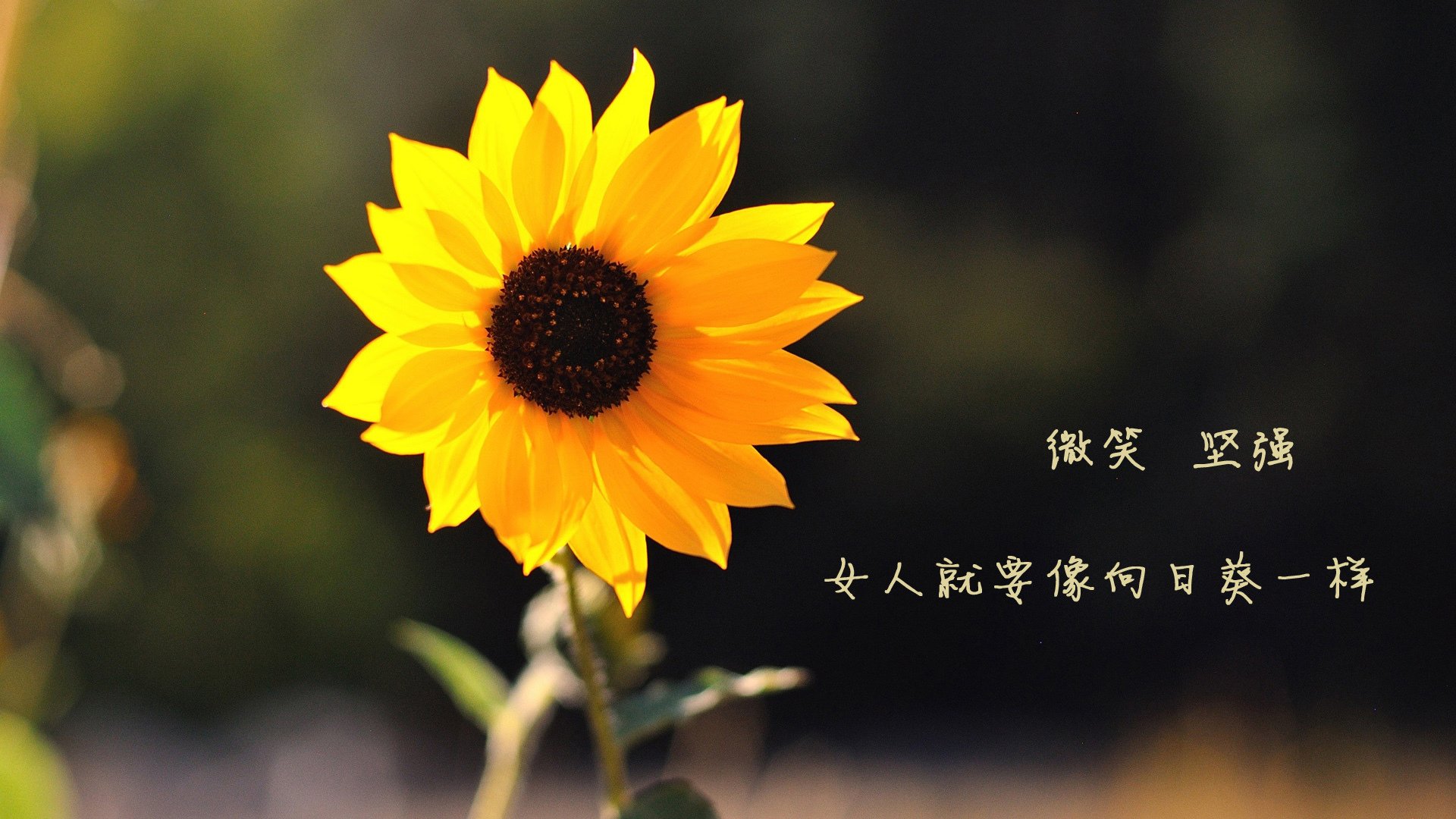 CS2 选手职业素养提升明显,cs职业选手cyx