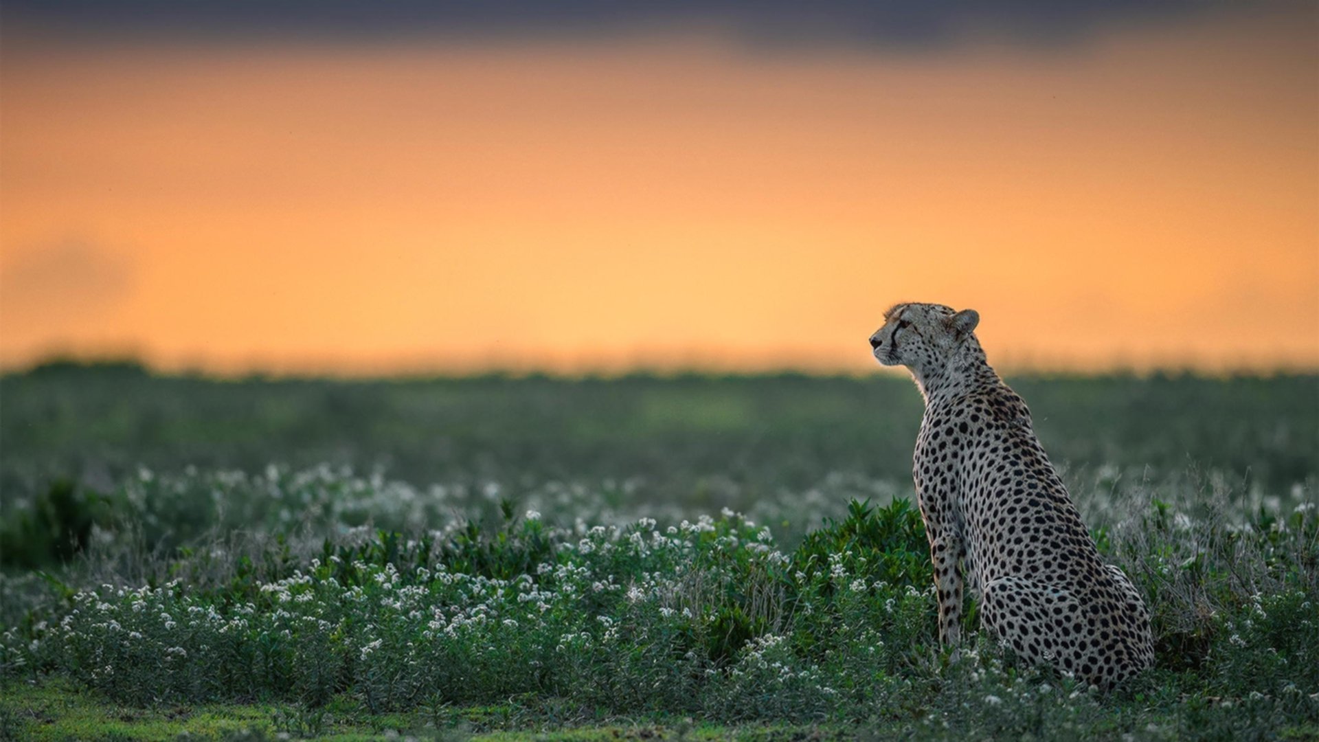 NBA官宣：2025赛季的全新比赛赛制探索，nba2020赛制规则