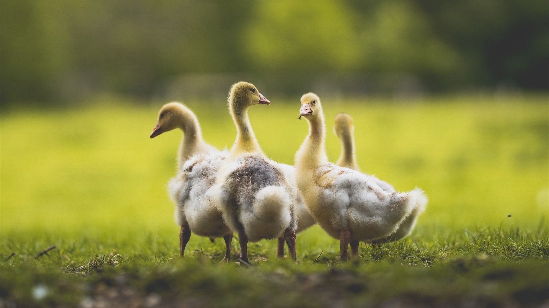 《Ning宣布退出职业电竞，写下电竞生涯的句点》，电竞游戏选手什么时候退役