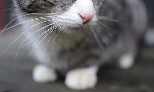 AYX体育官网-体操选手完美发挥，震撼全场观众，体操选手完美发挥,震撼全场观众的句子