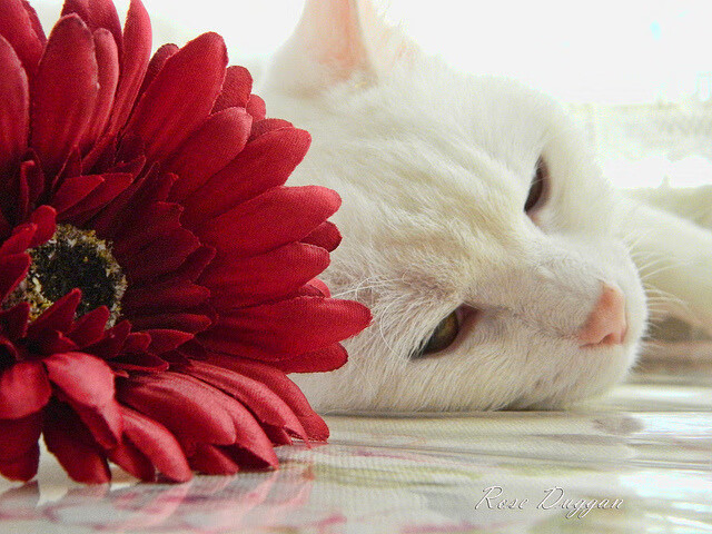 爱游戏中国官方网站平台-墨西哥男足在巴黎奥运会比赛中表现出色，赢得银牌，奥运男足墨西哥vs巴西