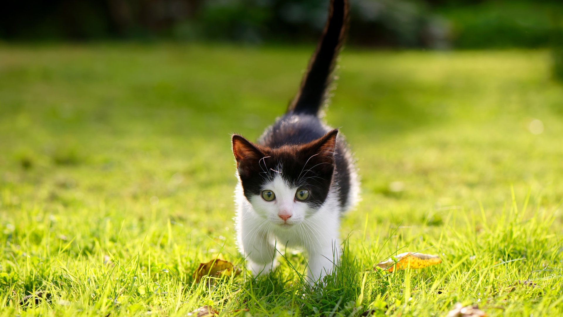 AYX体育官网-T1与赞助商签订新合作协议，赞助商和合作伙伴的区别