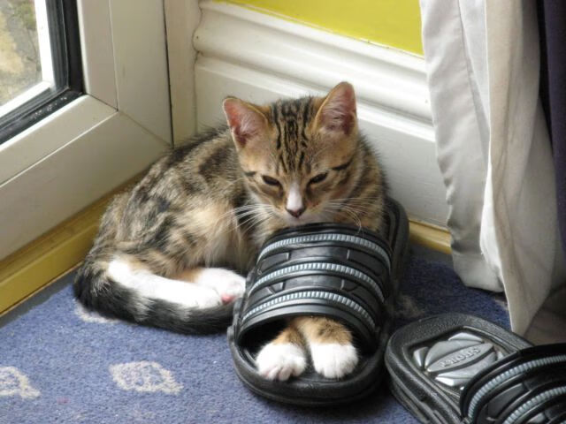 世界跆拳道锦标赛中国队斩获三金展现统治力,世界跆拳道锦标赛冠军