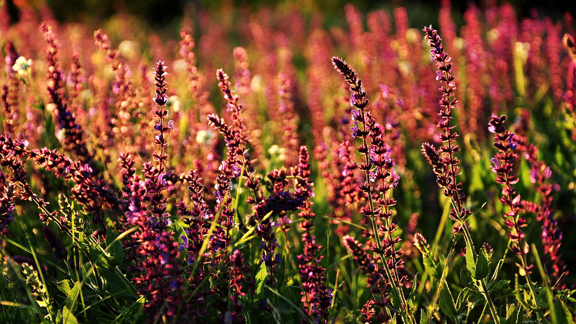 爱游戏娱乐-埃弗顿边路突破突出，古迪逊公园争取连胜，古迪逊公园球场位置