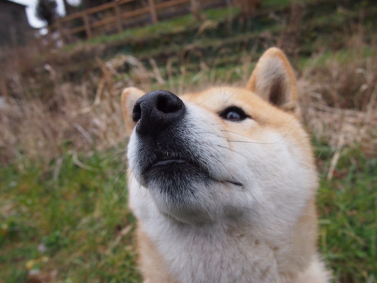 帕尔梅拉斯连续获胜保持冲击力,帕尔梅拉斯vs河床