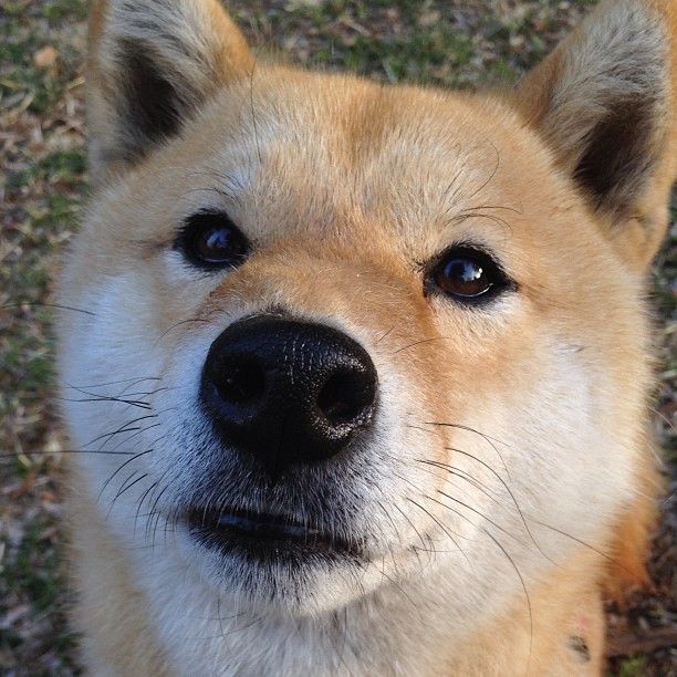格鲁吉亚队备战欧洲锦标赛势在必得,格鲁吉亚为什么参加欧洲杯