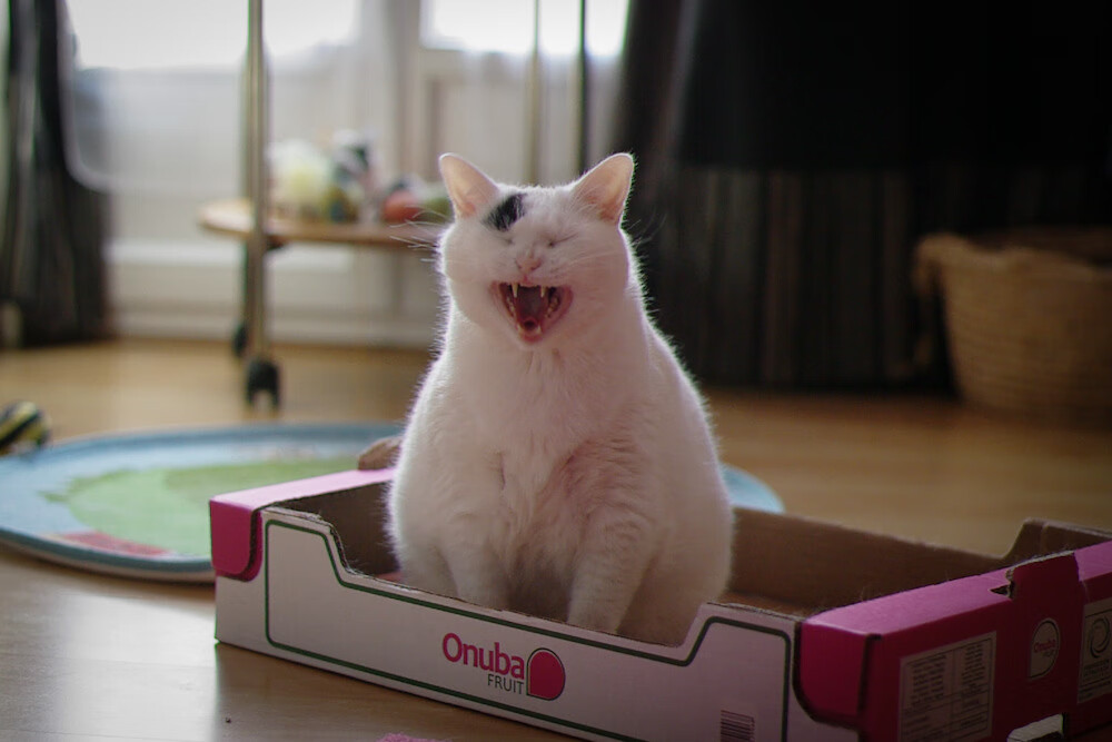 爱游戏综合娱乐-萨博尼斯基领导球队晋级全球杯篮球比赛，萨博尼斯入选全明星