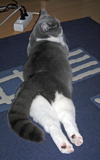 NBA球队赛场战术创新,nba球队战术体系