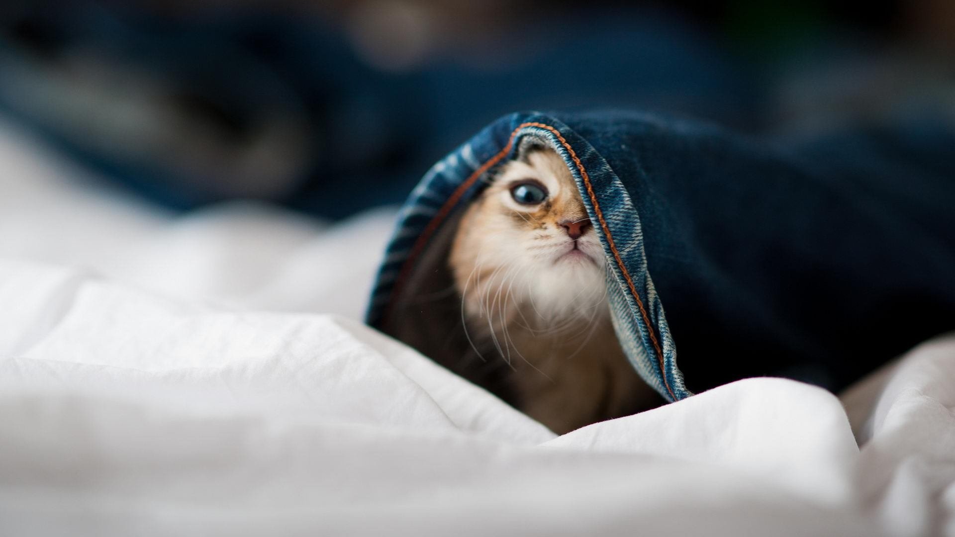 世界武术散打大赛中国选手豪取三冠,世界武术散打锦标赛