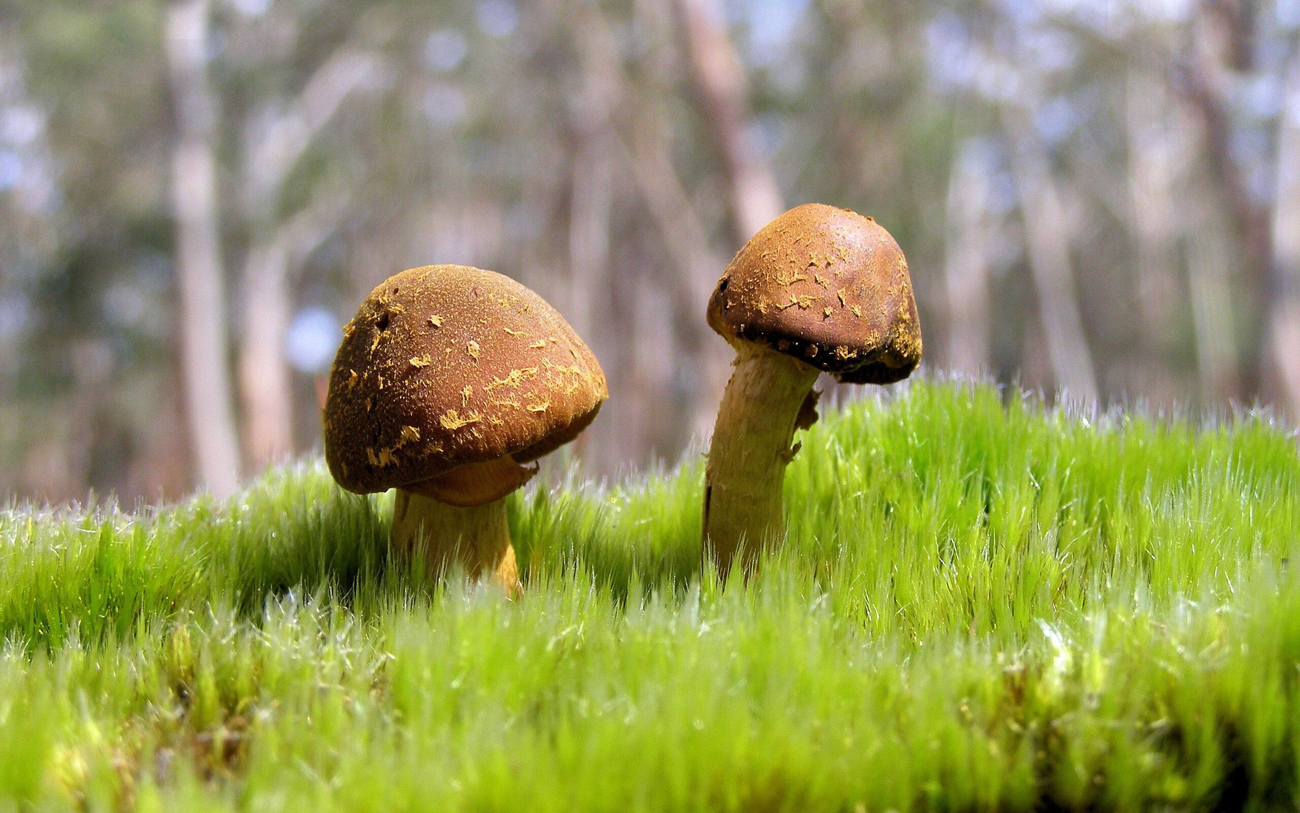 中小学体育教师能力提升路径，体育教师能力提升方案