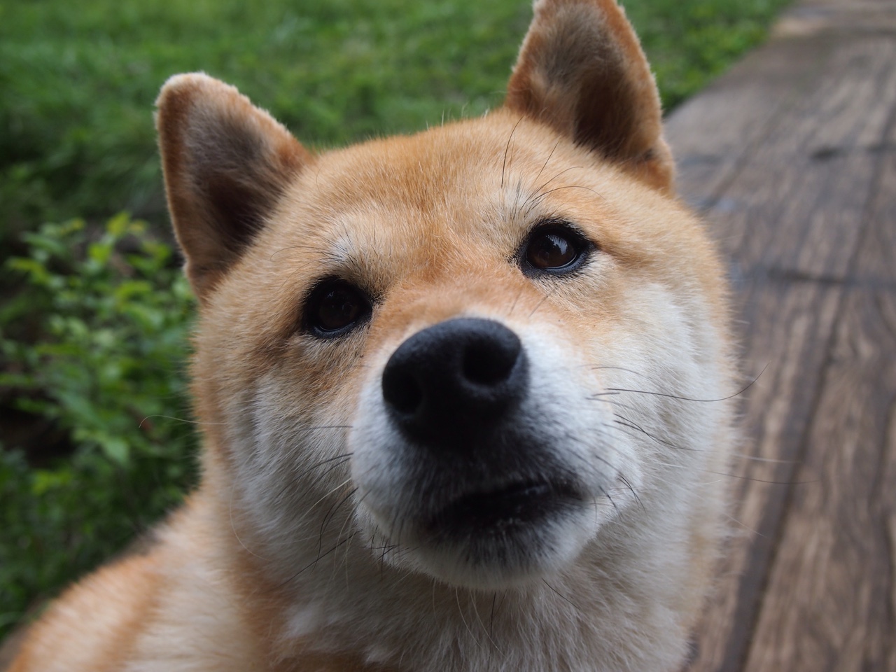 大湾区马拉松创历史最大规模,粤港澳大湾区赛马