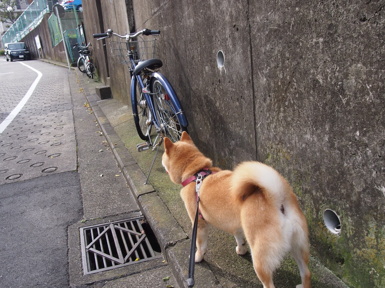 中国男篮实战模拟训练提升应对强敌能力，中国男篮训练视频
