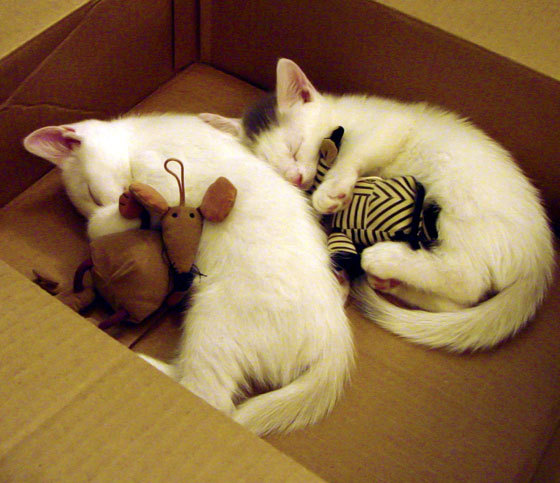 爱游戏体育APP下载-76人小将首次参与球队全战术演练展现潜力，76人老将