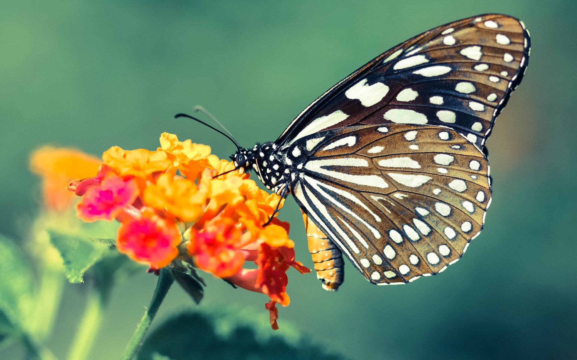 “帕布罗·马特拉的战术革新,打造美洲狮队的防守新纪元”