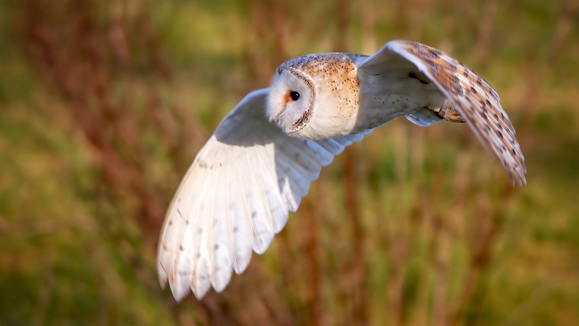 爱游戏电竞-国家田径协会发布跨学科体能评估应用研究成果，体育跨学科融合实施途径