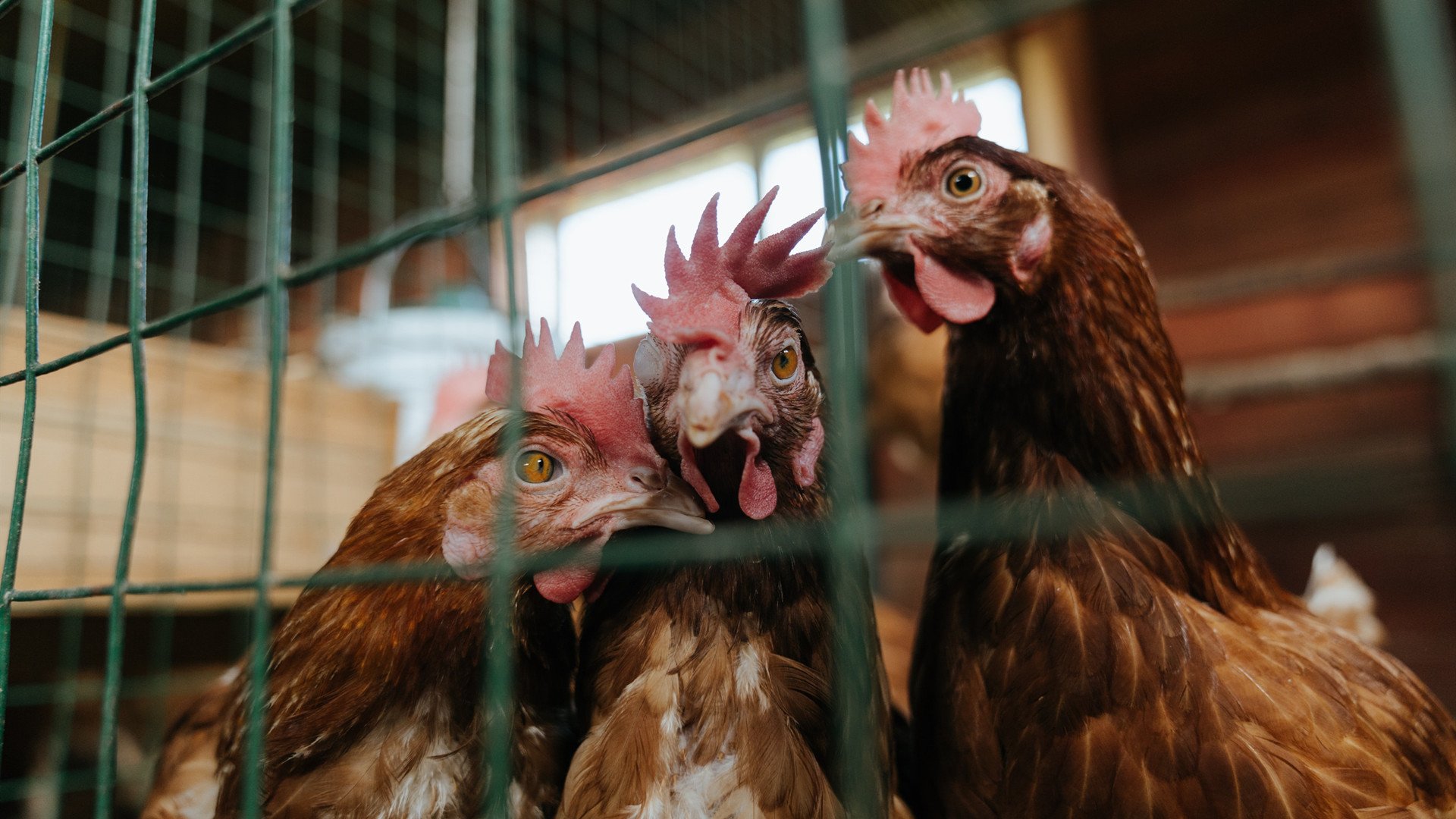 奥地利水球反击迅速打乱对手节奏,奥地利输球