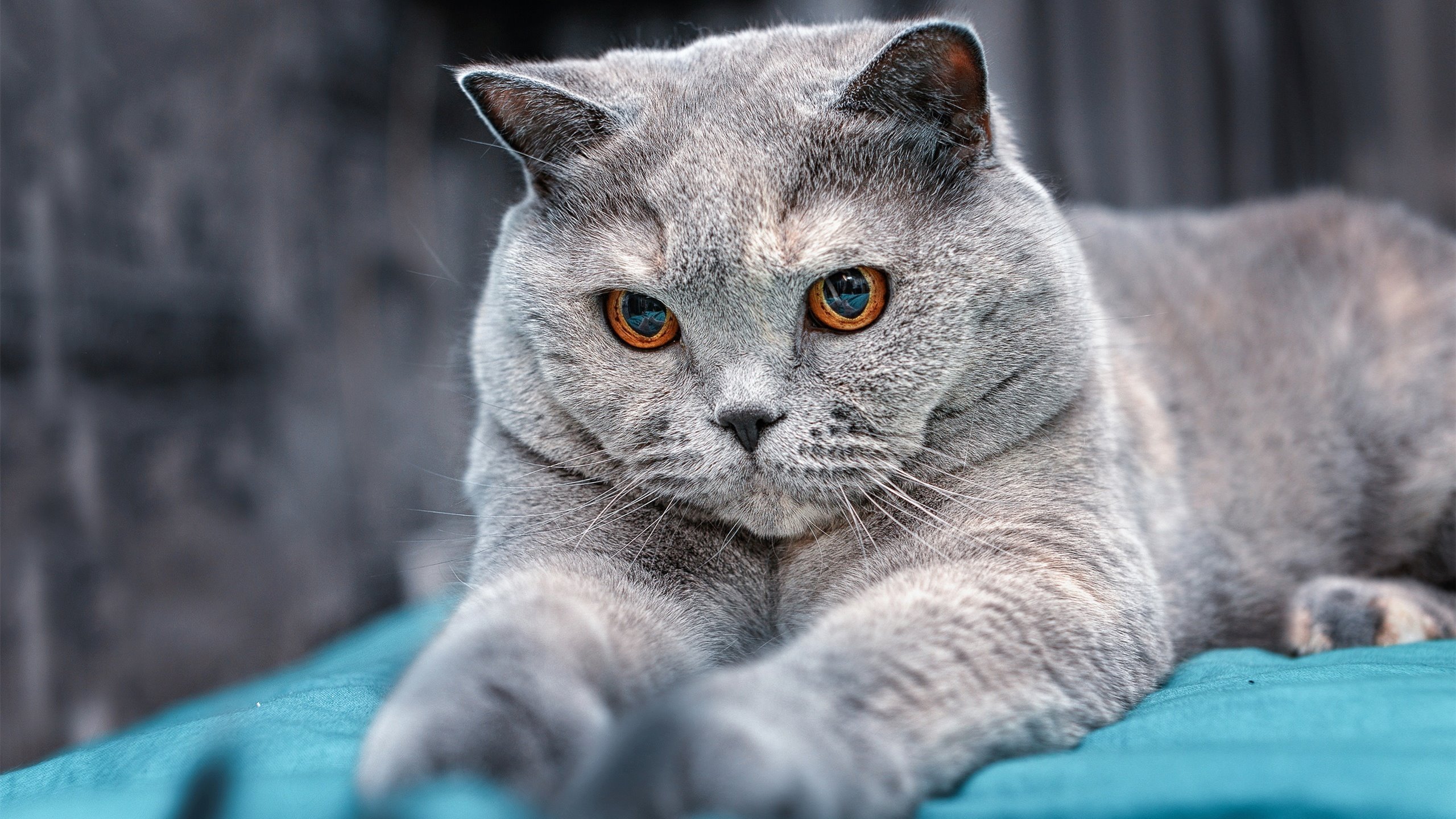 法甲冠军悬念:新星崛起,未来可期!,法甲新赛季宣传片