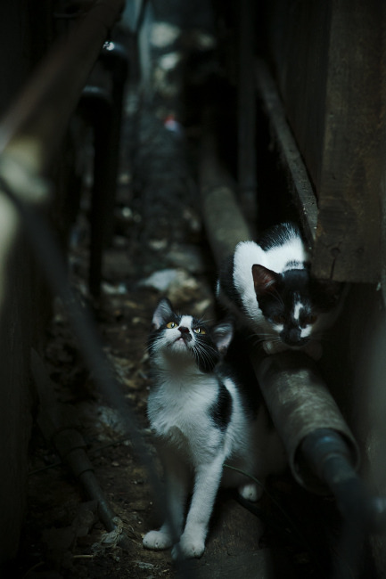 爱游戏中国官方登录入口网站-陈艺文赛场表现获国际媒体点赞，陈艺文百度百科